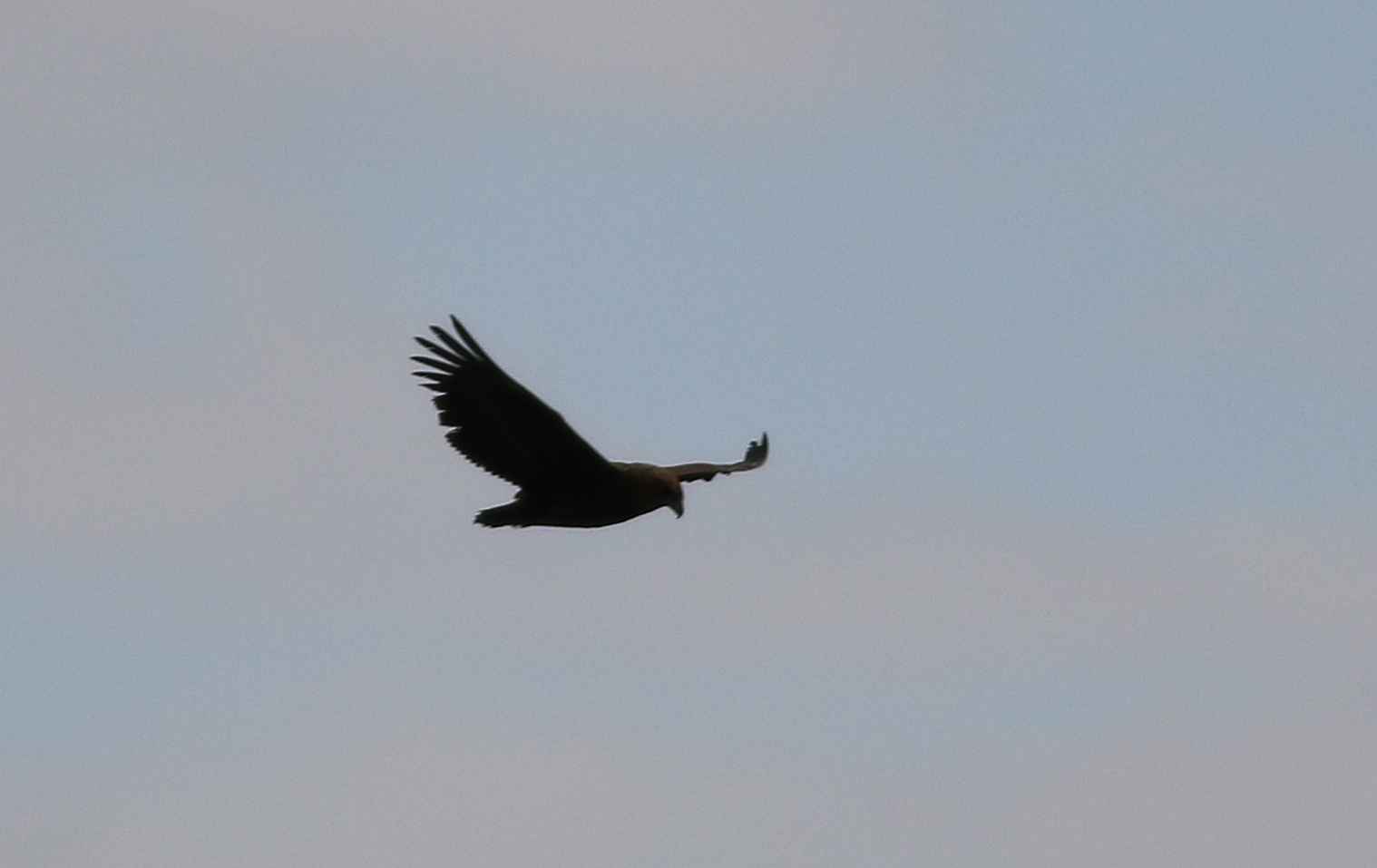 Bateleur